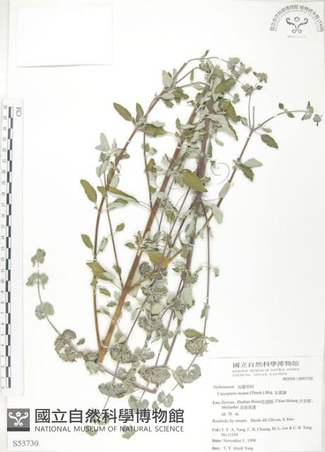 灰葉蕕藏品圖，第1張