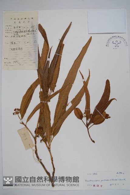 變葉樹參藏品圖，第1張