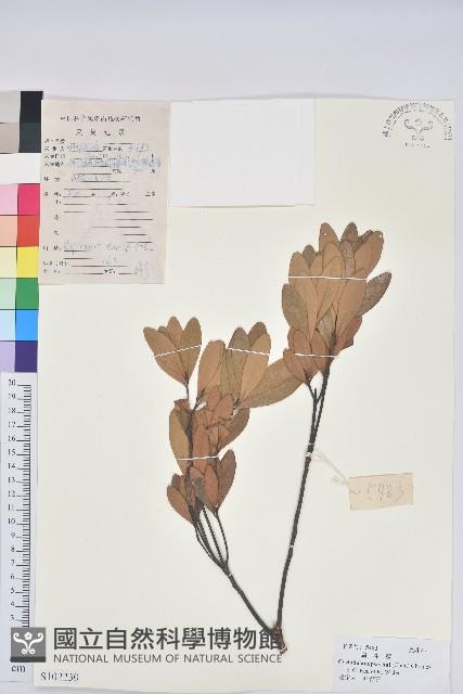 雷公青剛藏品圖，第1張