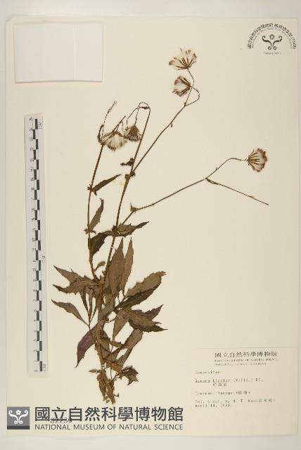 紅鳳菜藏品圖，第1張