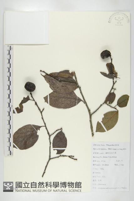 油柿藏品圖，第1張