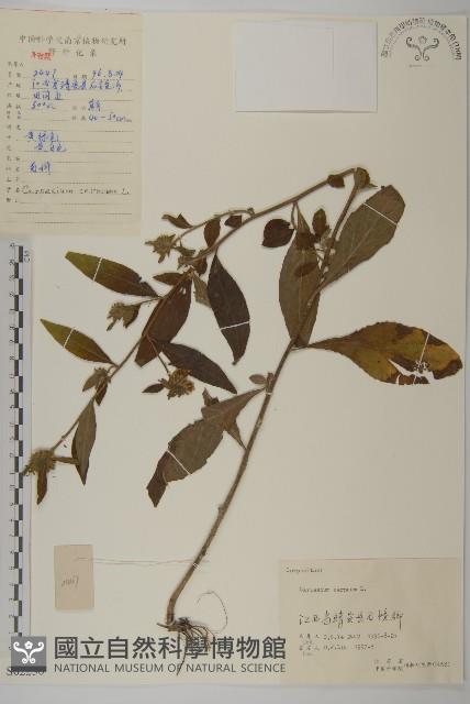 杓兒菜藏品圖，第1張