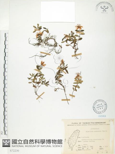 玉山金絲桃藏品圖，第1張