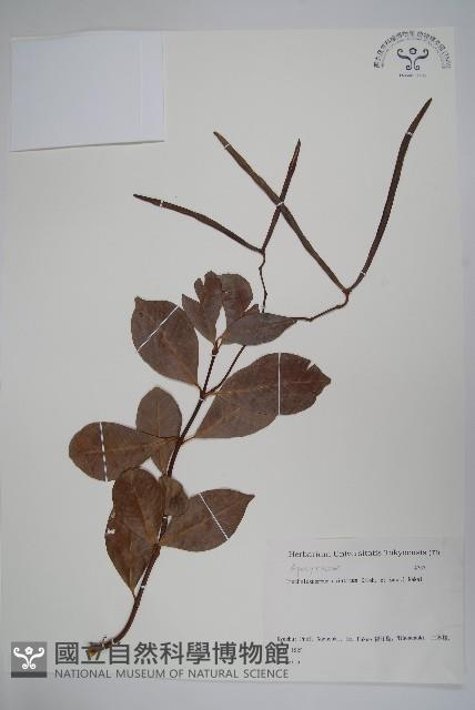 亞洲絡石藏品圖，第1張