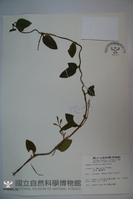 忍冬、金銀花藏品圖，第1張