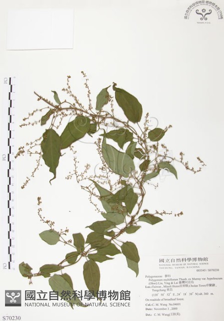 臺灣何首烏藏品圖，第1張