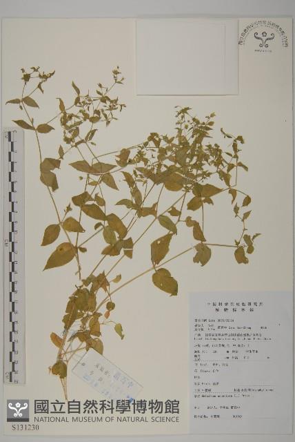 牛繁縷藏品圖，第1張