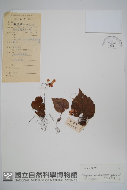 天葵海棠藏品圖，第1張