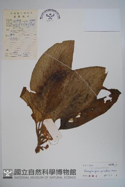 真序五膜草藏品圖，第1張