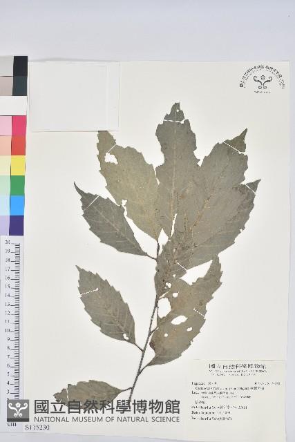 臺灣苦櫧藏品圖，第1張