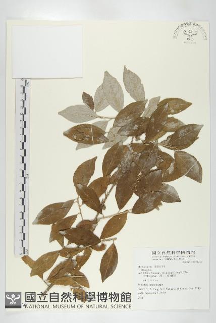 登錄號:S074230藏品圖，第1張