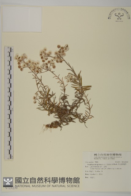 抱莖籟簫藏品圖，第1張