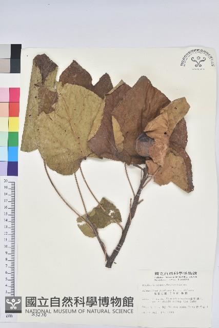 廣東油桐、皺桐藏品圖，第1張