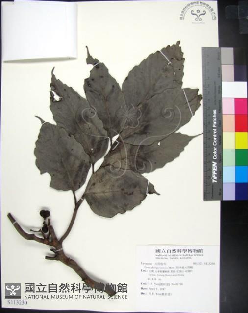 菲律賓火筒樹藏品圖，第1張