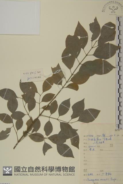 華北衛矛藏品圖，第1張