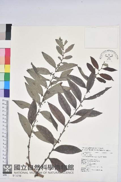 裡白饅頭果藏品圖，第1張