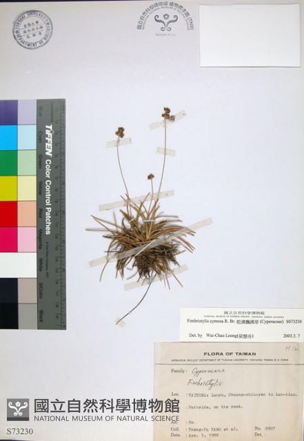 乾溝飄拂草藏品圖，第1張