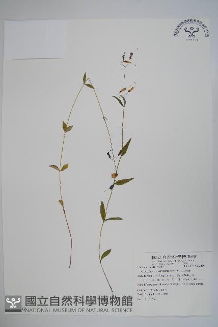 輪葉沙參藏品圖，第1張