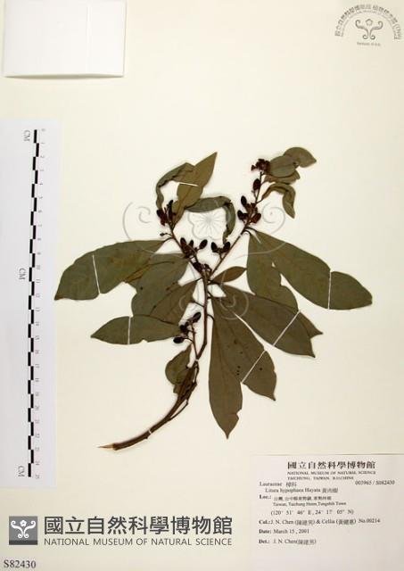 黃肉樹, 小梗木薑子藏品圖，第1張