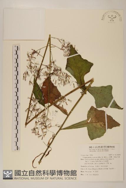 山苦藚、假福王草藏品圖，第1張