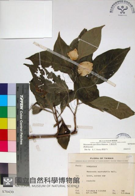 玉葉金花藏品圖，第1張