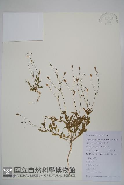 細葉蘭花參藏品圖，第1張