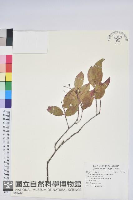 巒大越橘藏品圖，第1張