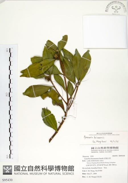 武威山烏皮茶藏品圖，第1張