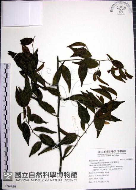 光果翼核木藏品圖，第1張