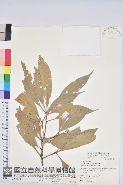 短尾柯、油葉杜、嶺南柯藏品圖，第1張