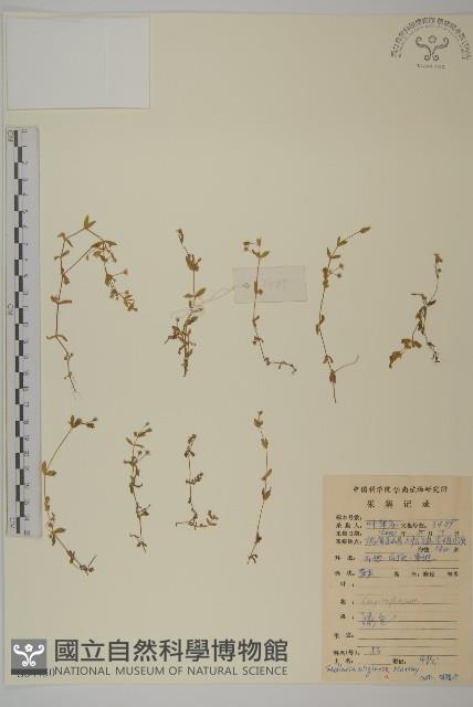 雀舌草藏品圖，第1張