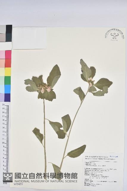 猩猩草藏品圖，第1張