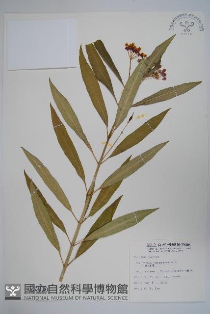 尖尾鳳、馬利筋藏品圖，第1張