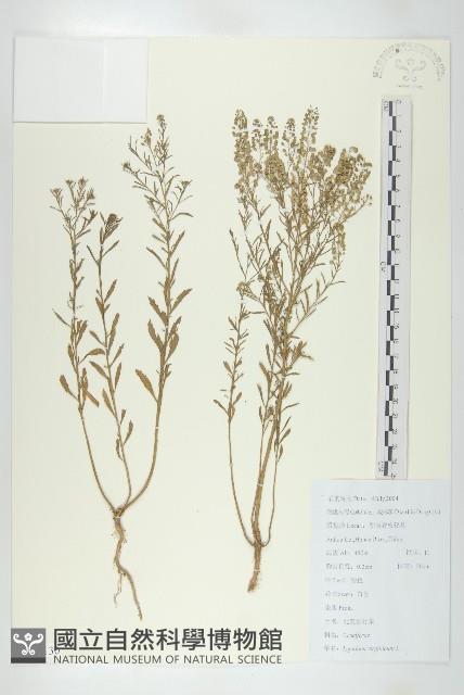 獨行菜藏品圖，第1張