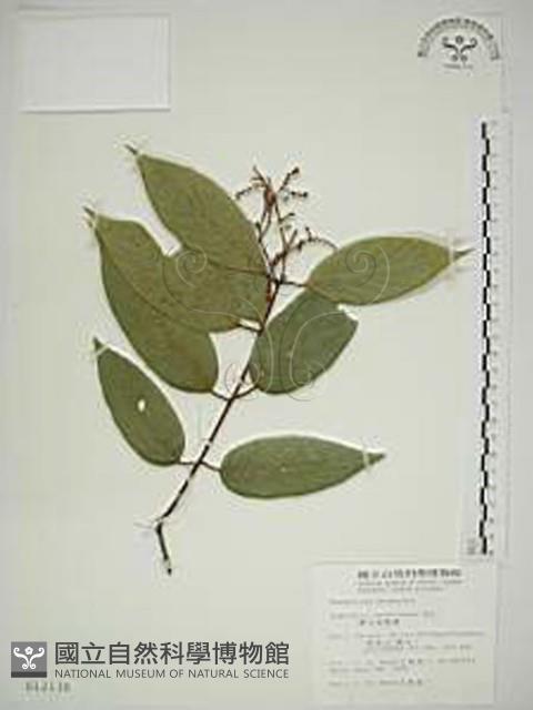 巒大雀梅藤藏品圖，第1張