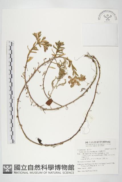 小萼佛甲草藏品圖，第1張