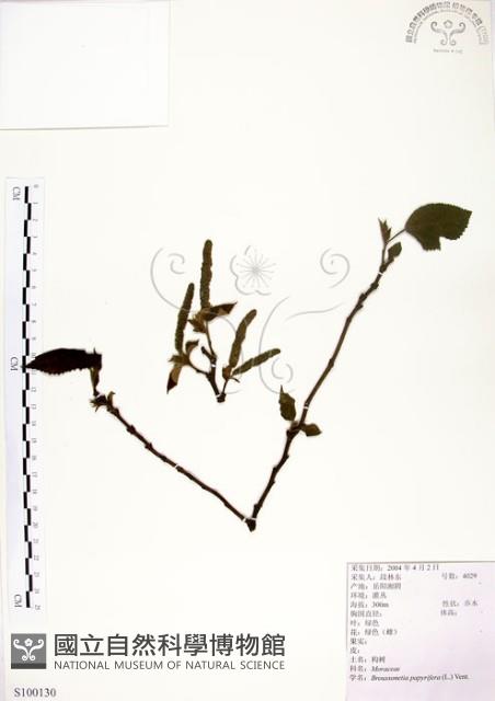 構樹藏品圖，第1張