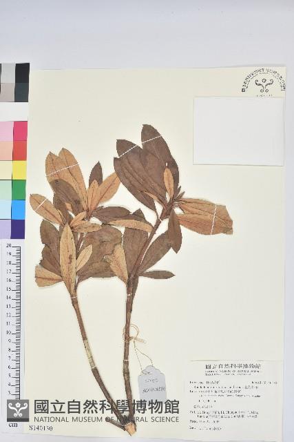 紅棕杜鵑藏品圖，第1張