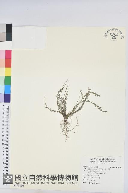 葉下珠、珠仔草藏品圖，第1張