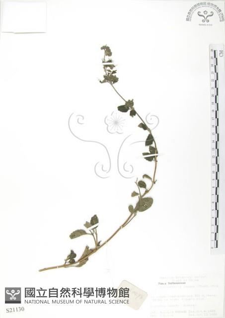 灰葉蕕藏品圖，第1張