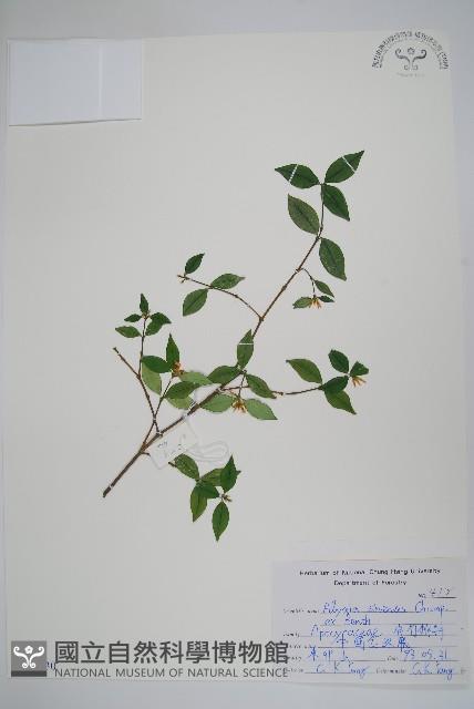 台灣念珠藤藏品圖，第1張