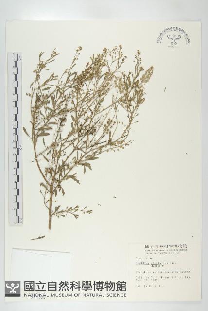 獨行菜藏品圖，第1張