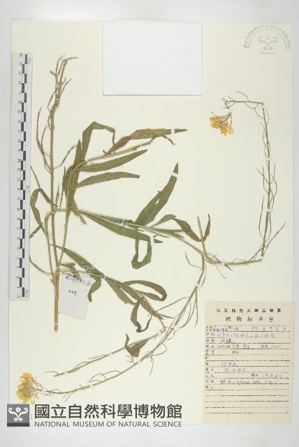 糖芥藏品圖，第1張