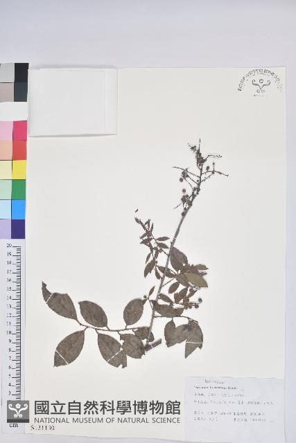 米飯花藏品圖，第1張