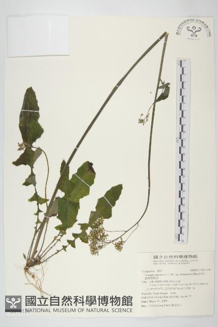 臺灣黃鵪菜藏品圖，第1張