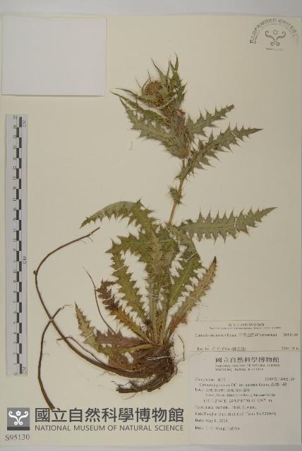 阿里山薊藏品圖，第1張