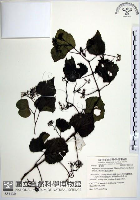 漢氏山葡萄藏品圖，第1張