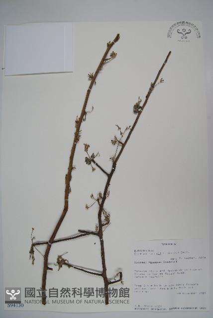 登錄號:S094130藏品圖，第1張