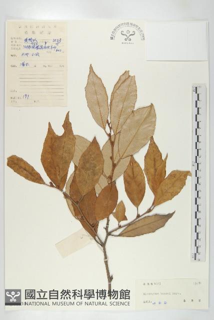 宜昌胡頹子藏品圖，第1張