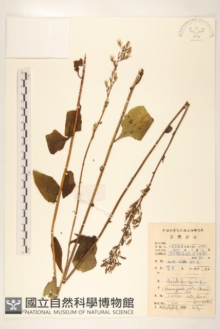 高大翅果菊藏品圖，第1張